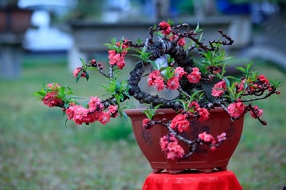 Chiêm ngưỡng đào tiến vua giá 160 triệu chơi Tết - 4 Hoa có màu hồng thẫm, số lượng cánh hoa trên một bông đào thất thốn tối đa khoảng 49 - 50 cánh
