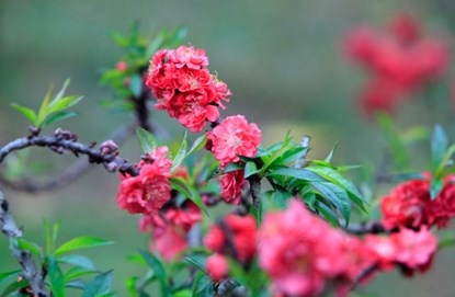 Chiêm ngưỡng đào tiến vua giá 160 triệu chơi Tết - 5 Đào Thất Thốn dáng bonsai