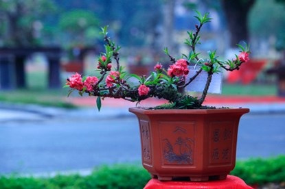 Chiêm ngưỡng đào tiến vua giá 160 triệu chơi Tết - 7 Đào Thất Thốn dáng bonsai