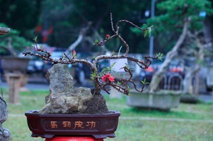 Chiêm ngưỡng đào tiến vua giá 160 triệu chơi Tết - 8 Nhị hoa vàng, vươn dài kiêu sa. Chỉ một bông nở đã làm ấm cả không gian trong những ngày giá rét