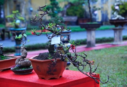 Chiêm ngưỡng đào tiến vua giá 160 triệu chơi Tết - 9 Nhị hoa vàng, vươn dài kiêu sa. Chỉ một bông nở đã làm ấm cả không gian trong những ngày giá rét
