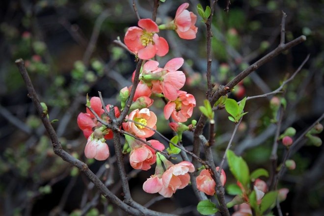 Mai đỏ Trung Quốc giá rẻ tràn lấn tại thủ phủ đào Việt