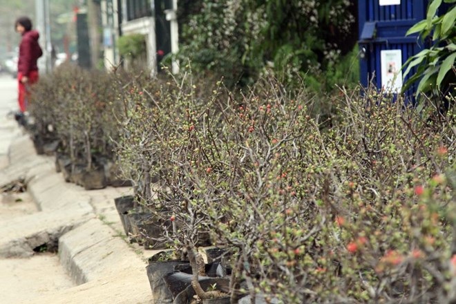 Mai đỏ Trung Quốc giá rẻ tràn lấn tại thủ phủ đào Việt