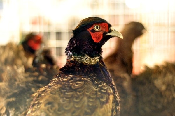  Chim trĩ xanh thuần chủng làm sản vật tiên vua với giá bán 1.350.000 đồng/con.
