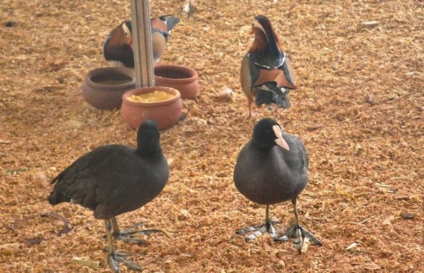  Những con công ngũ sắc có màu sắc sặc sỡ, lông đuôi dài… có giá bán từ 15-20 triệu đồng/con.