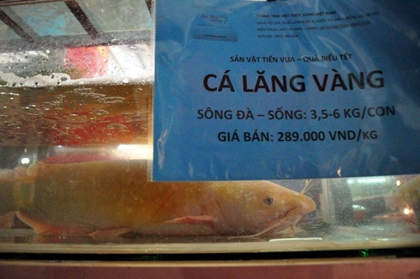   Cá Lăng Vàng sông Đà tiến vua rất quý hiếm có giá bán 289.000 đồng/kg.