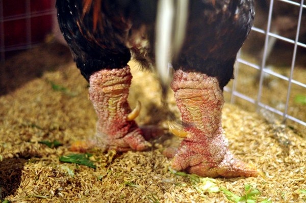 Những sản vật tiến vua giá bạc triệu tại hội chợ Tết