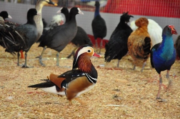 Những sản vật tiến vua giá bạc triệu tại hội chợ Tết