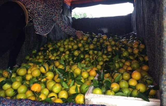 Nợ nần, trắng tay vì "ôm" đặc sản Tết - 2 Nhiều người buôn đặc sản bán dịp Tết chịu cảnh ế ẩm dẫn đến trắng tay, vướng vào nợ nần.