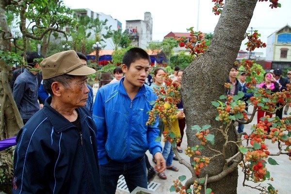 Chiêm ngưỡng cây dâu tằm giá 100 triệu đồng ở Hà Nội - 12 Khi quả chín sẽ chuyển dần từ màu đỏ sậm sang màu tím đậm.