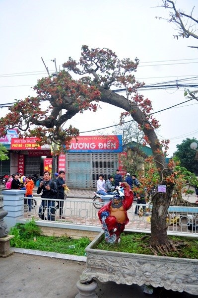 Chiêm ngưỡng cây dâu tằm giá 100 triệu đồng ở Hà Nội - 1 Chiêm ngưỡng cây dâu tằm giá 100 triệu đồng ở Hà Nội