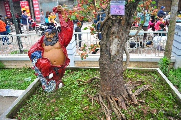 Chiêm ngưỡng cây dâu tằm giá 100 triệu đồng ở Hà Nội - 4 Chiêm ngưỡng cây dâu tằm giá 100 triệu đồng ở Hà Nội