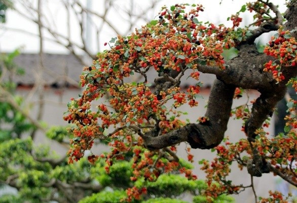Chiêm ngưỡng cây dâu tằm giá 100 triệu đồng ở Hà Nội - 6 Mỗi năm, cây ra quả 2 đợt, mỗi đợt kéo dài 2 tháng. Quả của cây sai trĩu từ gốc lên đến ngọn.