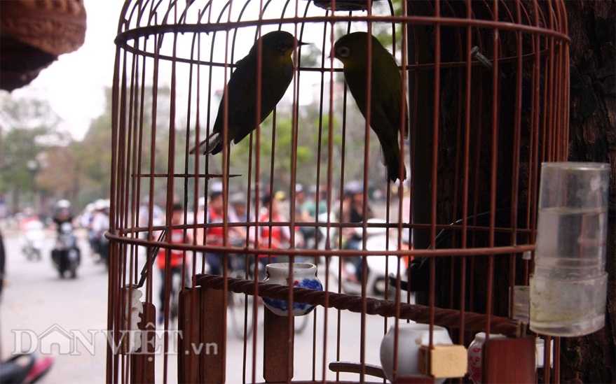 Rết được bán với giá 30-40.000 đồng/con nhỏ và từ 50-60.000 đồng/con to.