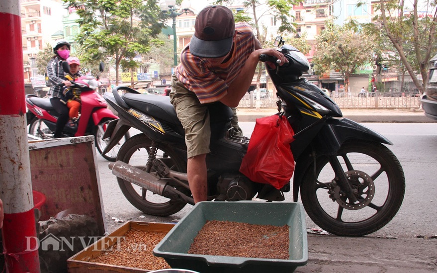 Chủ các cửa hàng cho hay, các loại côn trùng này được nhập từ trong miền Nam.