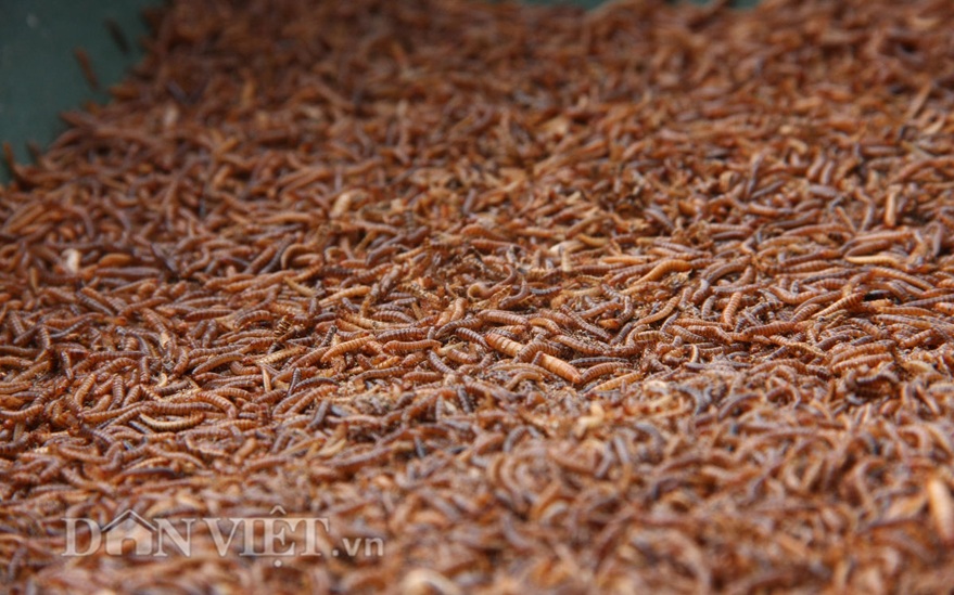 Sâu gạo là thức ăn ưa thích cho các loại chim nhỏ.