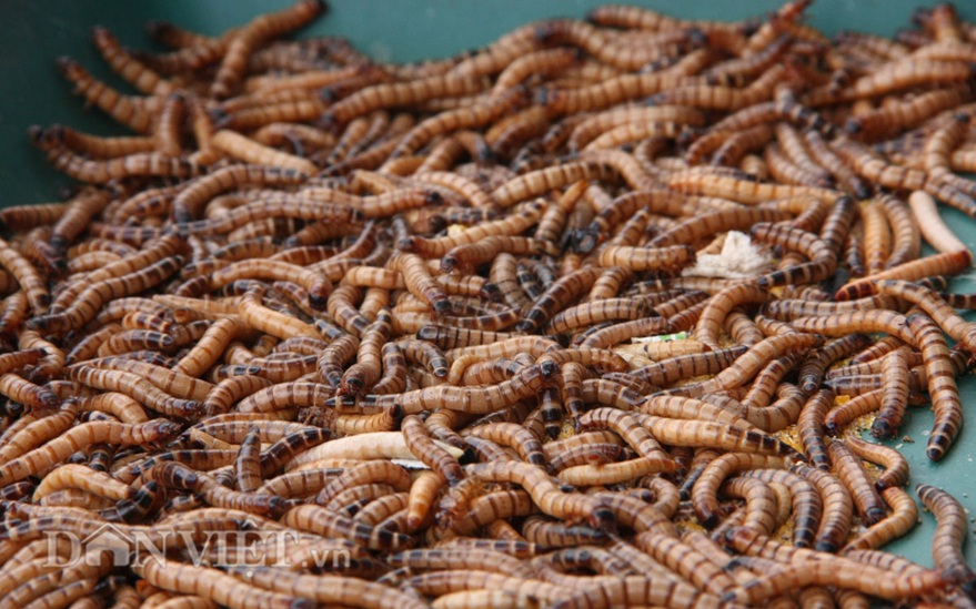 Sâu to nuôi trong thời gian khoảng hơn 3 tháng.