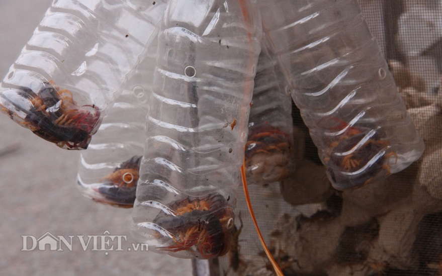 Rết được bán với giá 30-40.000 đồng/con nhỏ và từ 50-60.000 đồng/con to.