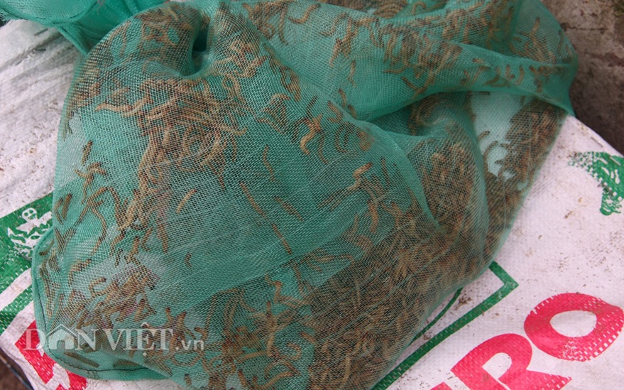 Rết được bán với giá 30-40.000 đồng/con nhỏ và từ 50-60.000 đồng/con to.