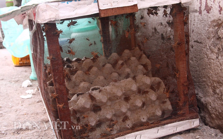 Rết được bán với giá 30-40.000 đồng/con nhỏ và từ 50-60.000 đồng/con to.