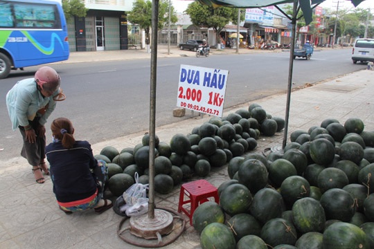 Tiểu thương thuê xe ôm đổ bỏ dưa hấu “khủng” - 2 Thỉnh thoảng, có người đến hỏi nhưng hiếm ai mua