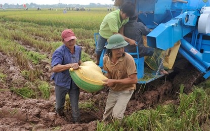 Gạo Việt sẽ đứng đầu thế giới - 1 Thu hoạch lúa tại cánh đồng mẫu lớn huyện Chương Mỹ (Hà Nội). L.H.T.