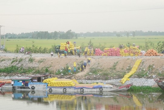 Trung Quốc ồ ạt mua gạo Việt Nam - 1 Trung Quốc ồ ạt mua gạo Việt Nam