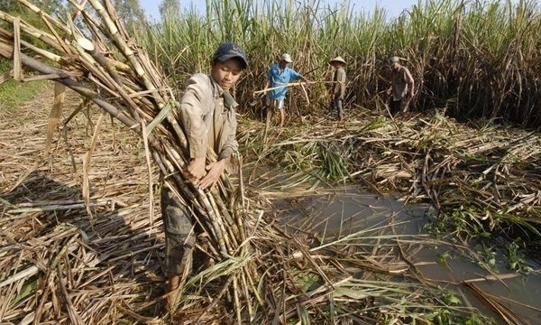 Giá mía, giá đường và đâu là lối thoát cho người nông dân? - 1 Giá mía, giá đường và đâu là lối thoát cho người nông dân?