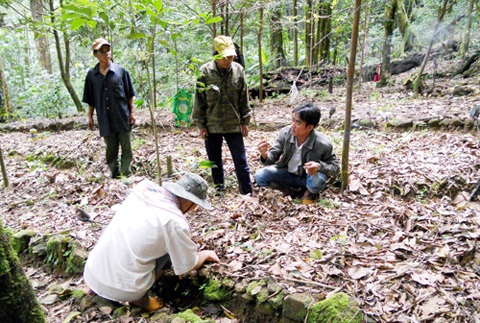 1.000 tấn sâm Ngọc Linh: Giấc mơ giá 2 tỷ USD trên đỉnh núi - 2 Một vườn sâm tiền tỷ của người dân trên đỉnh Ngọc Linh (Ảnh: Hoàng Thọ)