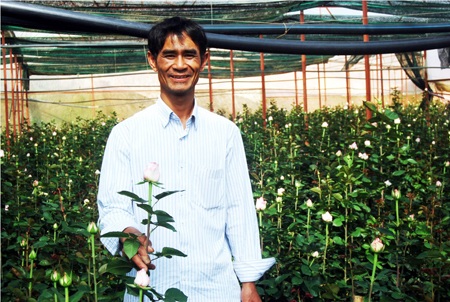 Kiên trì sản xuất trà hoa hồng hữu cơ