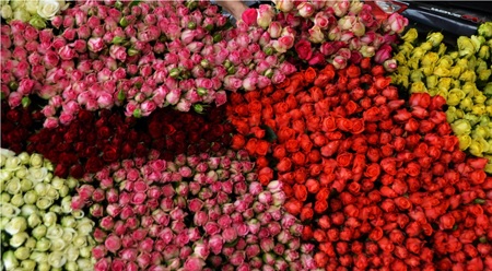 Thu 7 tỷ đồng mỗi năm nhờ trồng hoa hồng - 3 Trung bình mỗi ngày mình cung cấp ra thị trường trong nước 10.000 bông, thu nhập 7 tỷ đồng/năm