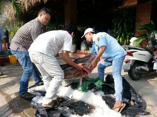 Thủy quái Mekong trong nồi lẩu trăm triệu đại gia Sài Gòn - 13 Cá leo khủng được đưa về TP.HCM