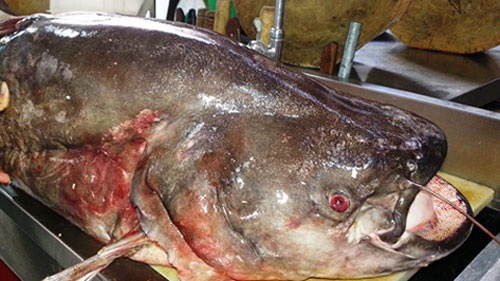 Thủy quái Mekong trong nồi lẩu trăm triệu đại gia Sài Gòn - 14 Cá leo nặng 65kg là điều rất hiếm gặp tại Việt Nam