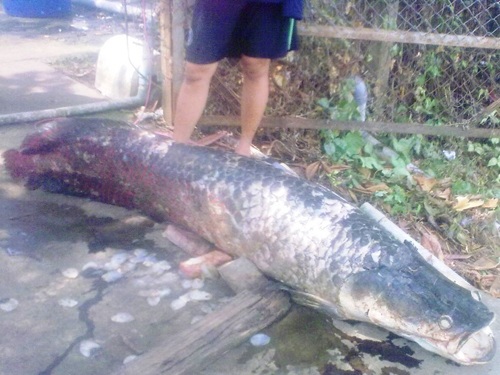 Thủy quái Mekong trong nồi lẩu trăm triệu đại gia Sài Gòn - 16 Chú cá leo dài 1,7m được đưa vào bếp