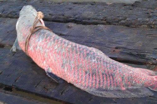 Thủy quái Mekong trong nồi lẩu trăm triệu đại gia Sài Gòn - 18 Chú cá leo dài 1,7m được đưa vào bếp