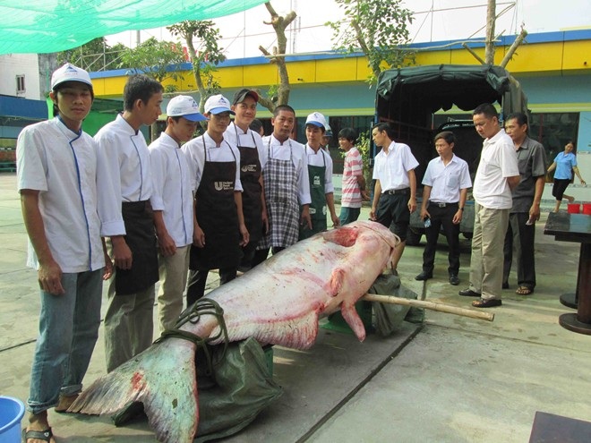 Thủy quái Mekong trong nồi lẩu trăm triệu đại gia Sài Gòn - 3 Thủy quái Mekong trong nồi lẩu trăm triệu đại gia Sài Gòn