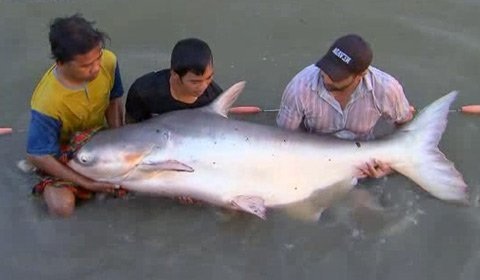 Thủy quái Mekong trong nồi lẩu trăm triệu đại gia Sài Gòn - 4 Năm 2012, lần đầu tiên ngư dân ở An Giang bắt được con cá tra dầu nặng 72kg từ sông Hậu.