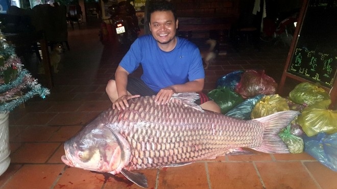 Thủy quái Mekong trong nồi lẩu trăm triệu đại gia Sài Gòn - 7 Năm 2012, lần đầu tiên ngư dân ở An Giang bắt được con cá tra dầu nặng 72kg từ sông Hậu.