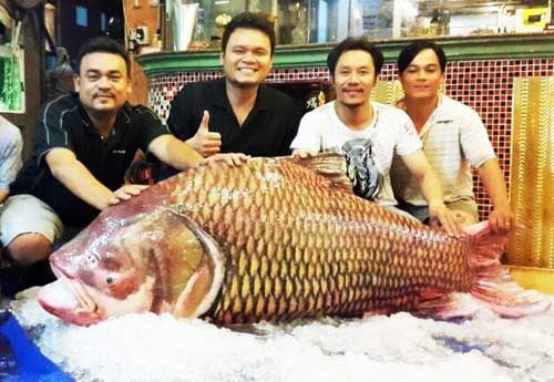 Thủy quái Mekong trong nồi lẩu trăm triệu đại gia Sài Gòn - 8 Năm 2012, lần đầu tiên ngư dân ở An Giang bắt được con cá tra dầu nặng 72kg từ sông Hậu.