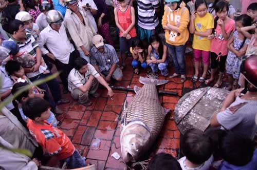 Thủy quái Mekong trong nồi lẩu trăm triệu đại gia Sài Gòn - 9 Năm 2012, lần đầu tiên ngư dân ở An Giang bắt được con cá tra dầu nặng 72kg từ sông Hậu.
