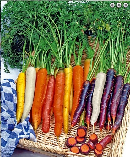 Rùng mình chơi chim, cây đột biến gen - 5 Những cây cà rốt nhiều màu độc đáo