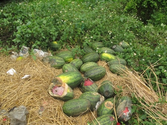 Hàng trăm xe dưa hấu, thanh long ùn tắc ở cửa khẩu Tân Thanh - 10 ..và vứt đầy vỉa vè cũng như bên vệ đường ở ngay bên hông cửa khẩu Tân Thanh.