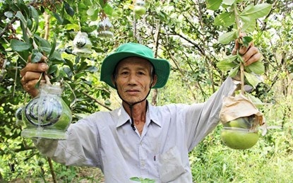 Những lão nông triệu phú "già mà… ham" - 4 Ông Quốc bên vườn trái cây tạo hình. ( Ảnh: Diệu Thanh/ Dân Việt)