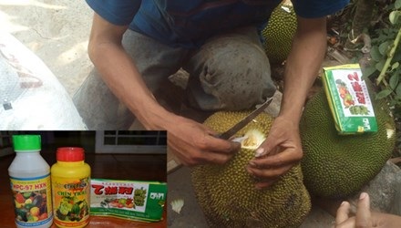 Khoét lỗ trên quả mít để đổ hóa chất (ảnh bên). Ảnh: Lê Hường.