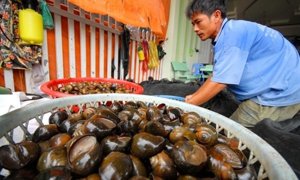 Thương lái Trung Quốc lại lùng mua nông sản quý của Việt Nam - 1 Thương lái Trung Quốc lại lùng mua nông sản quý của Việt Nam