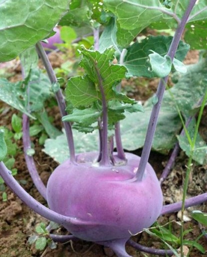 Rùng mình chơi chim, cây đột biến gen - 4 Su hào tím thu hút nhiều khách hàng