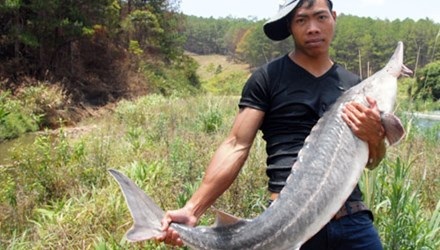 Cil Múp Ha Quyên và con cá tầm dựng chuyện