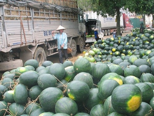 Nghịch lý trong tiêu thụ nông sản: Nội địa mua giá đắt, biên giới tắc đầu ra - 1 Đọc những thông tin kinh tế - tài chính mới nhất trên