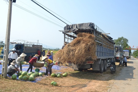 Quảng Ngãi: Bi hài chuyện trồng dưa, chờ... “hiệp sĩ” - 1 Người trồng dưa hấu tỉnh Quảng Ngãi đang tự “đánh bạc” với Trung Quốc.