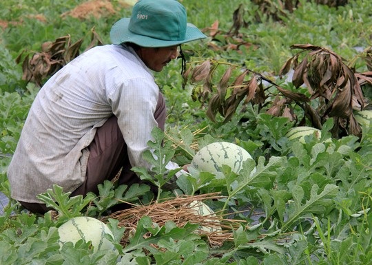 Dưa hấu chín rục ngoài đồng vì không ai mua - 1 Nhiều ruộng dưa bị bỏ hư hỏng, chín rục ngoài đồng